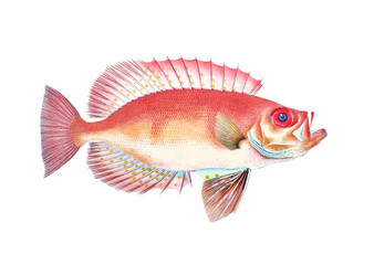 Fish illustration. A vibrant print created using digital watercolor techniques, showcasing the beauty of aquatic life.