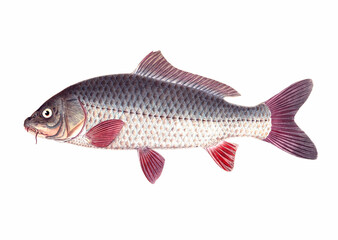Fish illustration. A vibrant print created using digital watercolor techniques, showcasing the beauty of aquatic life.