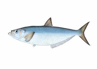 Fish illustration. A vibrant print created using digital watercolor techniques, showcasing the beauty of aquatic life.