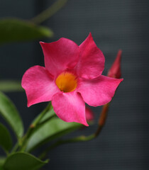 Blooming Dipladenia Mandevilla in autumn in a garden