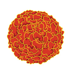 illustration of marigold flower isolated on white background.