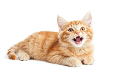Fototapeta premium A playful orange kitten with a joyful expression, showcasing its vibrant fur and curious nature against a clean white background.