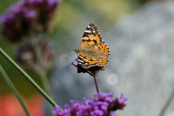 Painted Lady (Vanessa Cardui) Butterfly perched on pink flower in Zurich, Switzerland