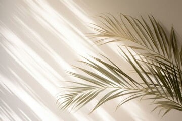 Obraz premium Shadow of a palm leaves nature plant light.