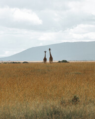 2 giraffes in Maasai Mara field.  mountain background. Kenya.