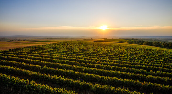 Weinbau in Nieder&ouml;sterreich in der Abendsonne