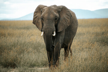 African elephant  in maasai mara field.  Meduim shot. mountain background. Kenya.