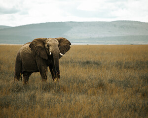 African elephant  in maasai mara field.  mountain background. Kenya.