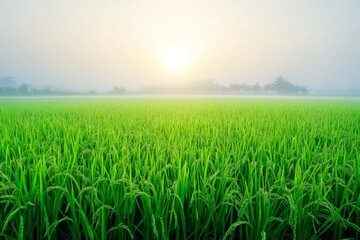 Sunlit Rice Paddy Field with Morning Mist