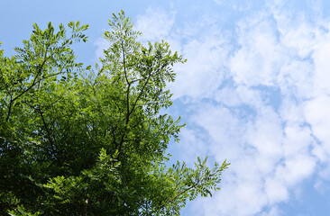 The green leaves against with blue sky in sunny day