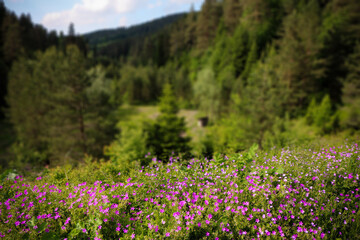 small purple wild flowers blooming in the forest. Field of wild flowers and grass meadow.