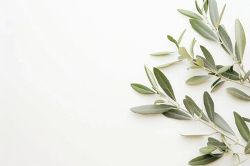 Olive braches vegetation herbal plant.
