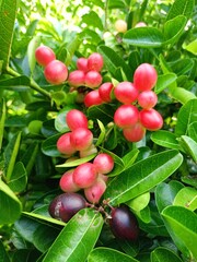 Pink Thai fruits are rich in vitamin C.