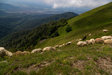animals grazing in mountain pastures

