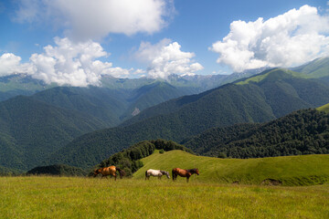 animals grazing in mountain pastures

