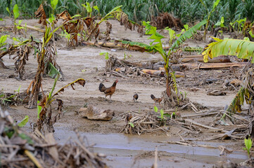 Banana trees were destroyed by floods