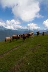 animals grazing in mountain pastures

