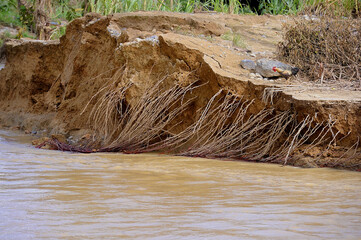 Land collapsed due to river erosion after the flood