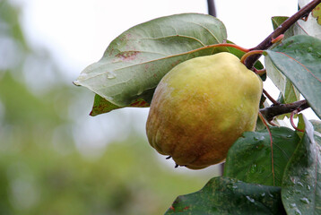 Close-up of quince fruit on a quince tree