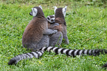 ring lemur