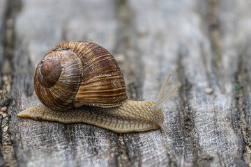 snail on a tree