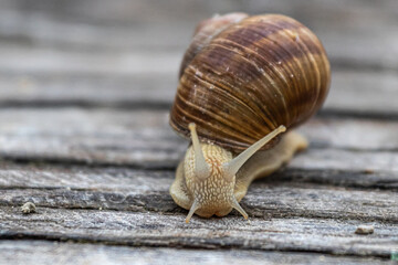 snail on a leaf