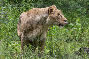 lioness in the grass