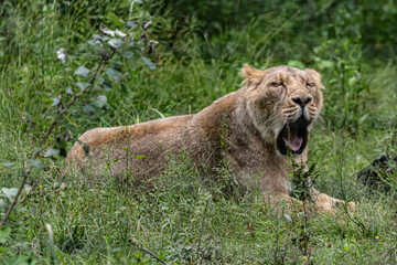 lioness in the grass