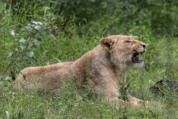 lioness in the grass