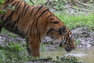 tiger in the water