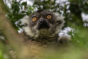 Naklejka premium lemur on tree