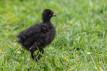 bird on the grass