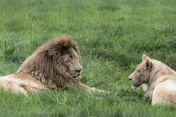 lion and lioness