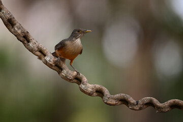 Rufous-bellied Thrush Perched on Twisted Branch