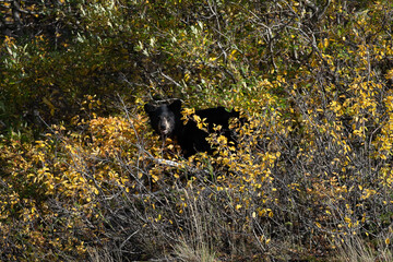 black bear in the woods