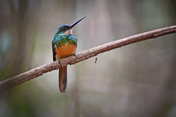 Rufous-tailed Jacamar Perched on Branch in Forest