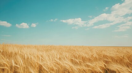 Rows of wheat swaying in the breeze in a wide, open field. Ample space for text in the sky