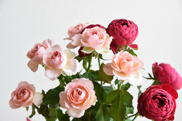 ピンクと赤のばら