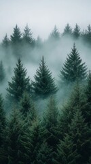 Fototapeta premium Fog and clouds on mountain. Misty landscape with fir forest. Beautiful landscape