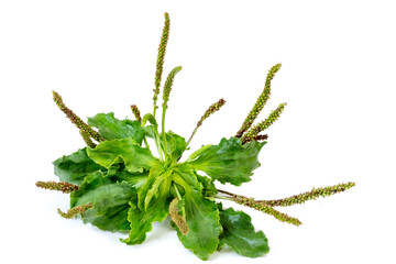 Plantago lanceolata is a species of flowering plant in the plantain family Plantaginaceae