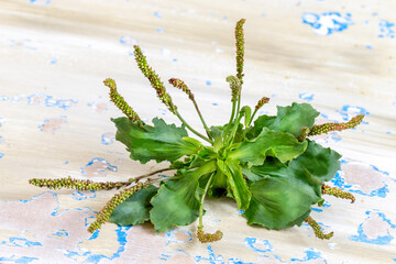 Plantago lanceolata is a species of flowering plant in the plantain family Plantaginaceae © JPC-PROD