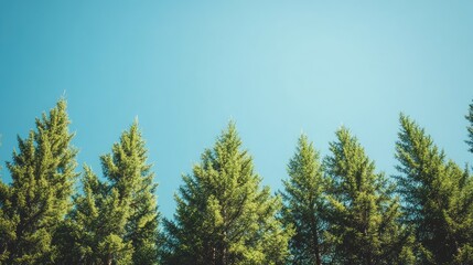 Tall pine trees swaying in the summer breeze, with space for copy in the clear sky above