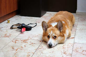 A beautiful Pembroke Corgi dog is lying on the floor near the exit of the apartment.