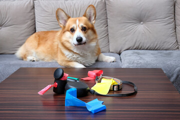Close-up of a dog walking leash and poop multicolored bags on a table.