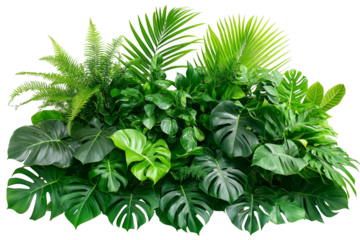 Green leaves of tropical plants bush isolate on white background, transparent PNG Die cut.