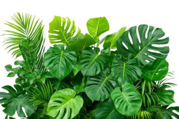 Green leaves of tropical plants bush isolate on white background, transparent PNG Die cut.