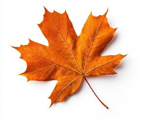 Angular orange autumn leaf isolated on white. Northern Red Oak.