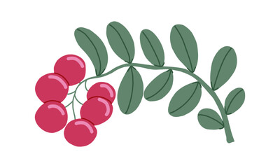 Cowberry hand drawn vector isolated green branch with red berries. Ingredient for cooking dishes sauce and desserts in restaurant