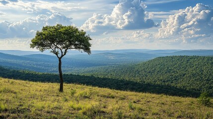 Fototapeta premium A solitary tree stands majestically against a backdrop of rolling hills and a vibrant sky, capturing the beauty of nature.