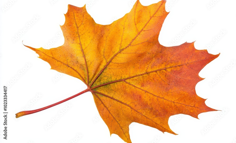 Poster an autumn maple leaf with shadows on a white background, clipped for isolation without shadows